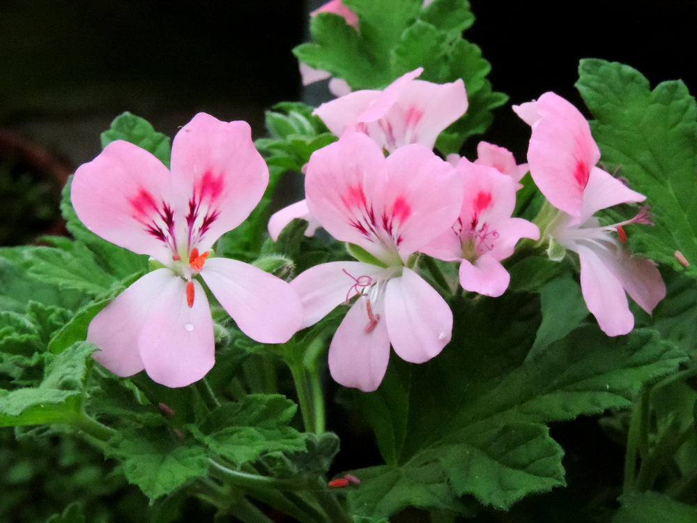 Scented geranium 'Sweet Mimosa'